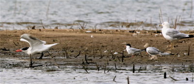  Caspian & Forsters Terns