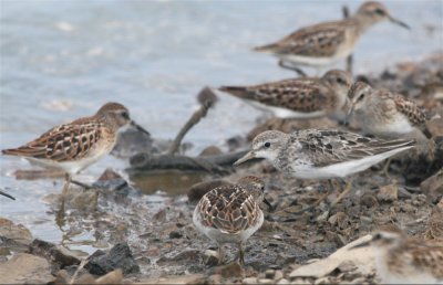  SEMIPALMATED with LEAST SANDPIPERS.JPG