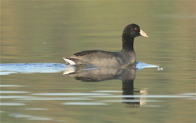  American Coot.jpg