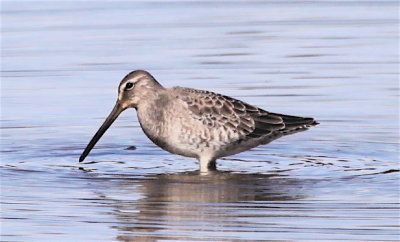 LONG-BILLED DOWITCHER - basic  plumage