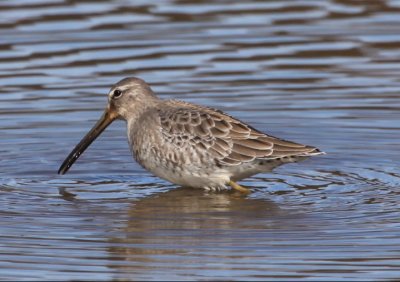LONG-BILLED DOWITCHER - lateral