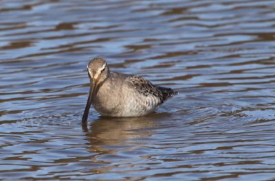  LONG-BILLED DOWITCHER - anterior