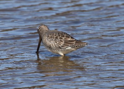   LONG-BILLED DOWITCHER - posterior