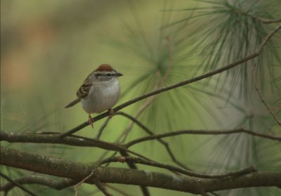  CHIPPING SPARROW
