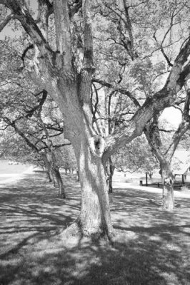 Trees At The Park
