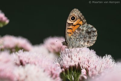 Wood brown (Lasiommata megera)