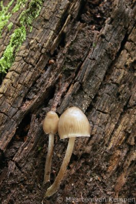 Angel's bonnet (Mycena arcangeliana)