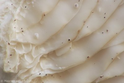 Oyster mushroom(Pleurotus ostreatus)