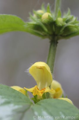 Yellow archangel (Lamiastrum galeobdolon)