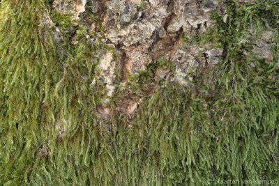 Cypress-leaved plaitmoss (Hypnum cupressiforme)