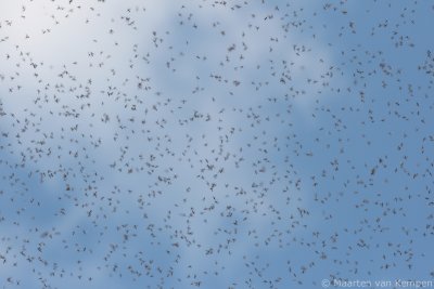 Flies swarm