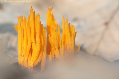 Yellow staghorn (Calocera viscosa)