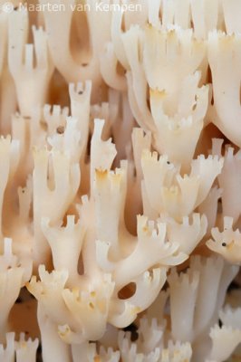 Crown coral fungus (Clavicorona pyxidata)