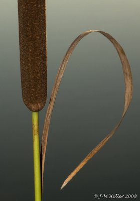 _JMH8251.JPG