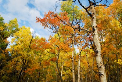 Aspen grove