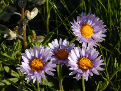 Wlldflowers