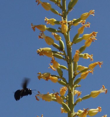 Large Bee & Yucca Flowers