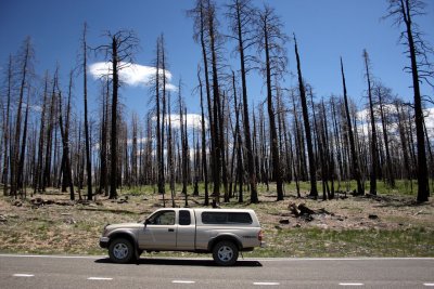 There Were Some Big Forest Fires A Few Years Back