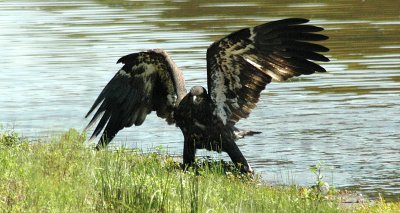 Salem County Eagles