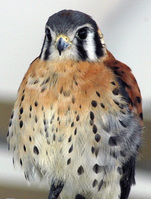 American Kestrels