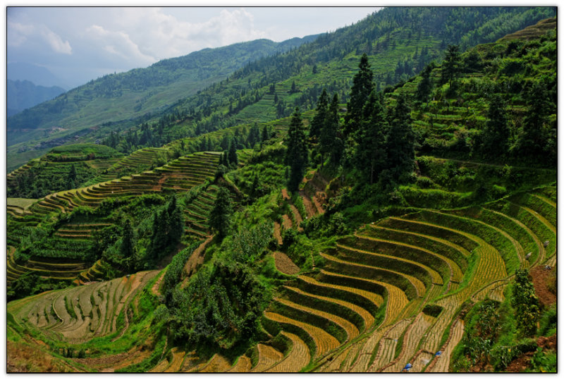 Rice terraces