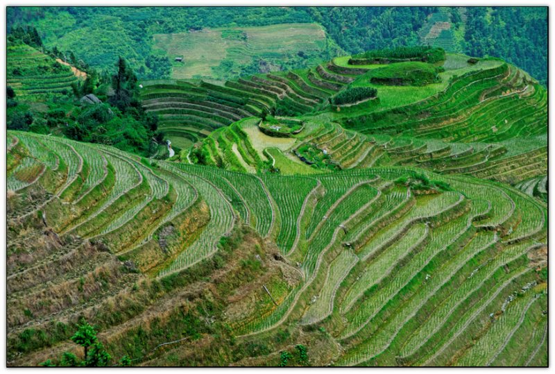 Rice terraces
