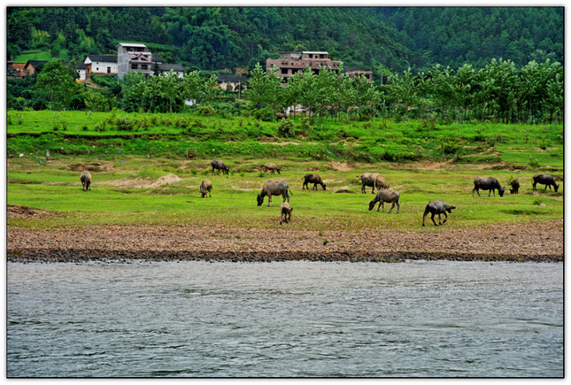 Grazing along the Li River