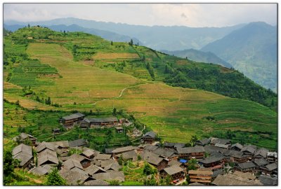 Rice terraces