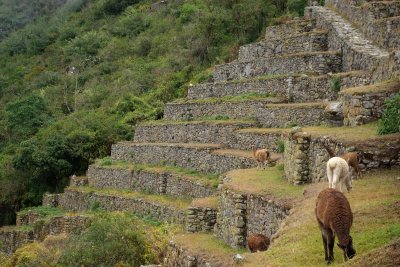 Day 4: Machu Picchu