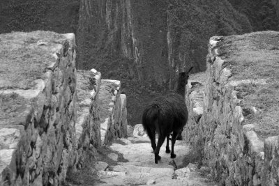 Day 4: Machu Picchu