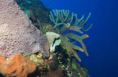 West Caicos corals