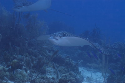 Eagle Rays