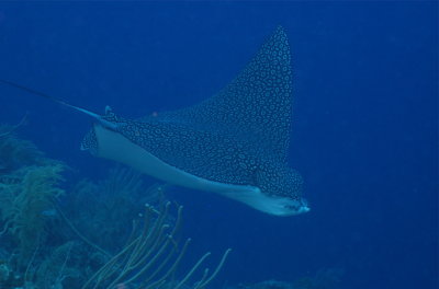 Eagle Ray fly-by
