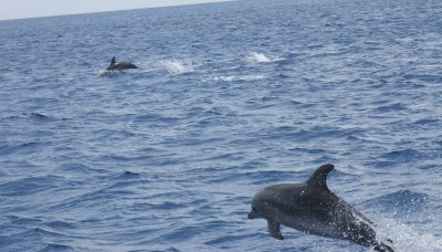 Dolphins!!!!!
