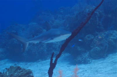 Reef Shark