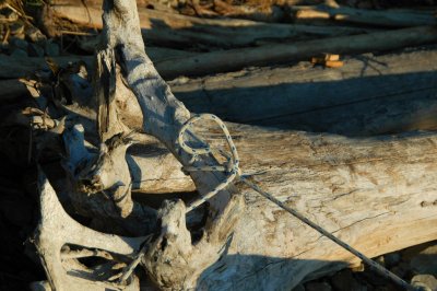 Beach Logs Kill!!!!