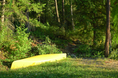 Banana in the green