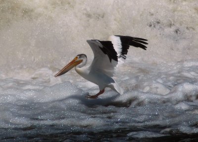 Pelicans at Granite Falls Dam
