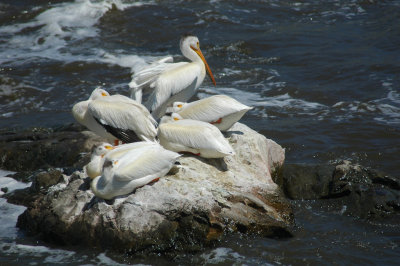 Pelicans on the rock