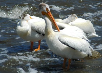 Cleaning the feathers