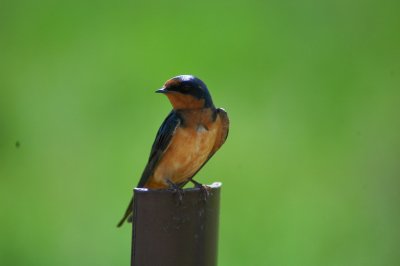 A friend at the park