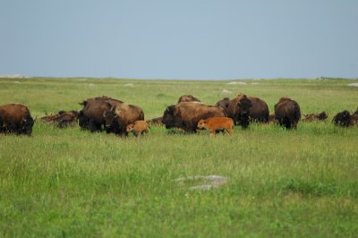 Blue Mound SP buffalo