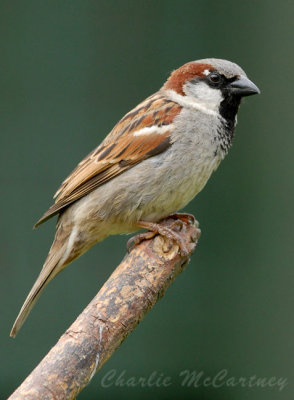 House Sparrow - DSC_2353.jpg
