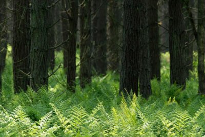 Fern Carpet - DSC_2233.jpg