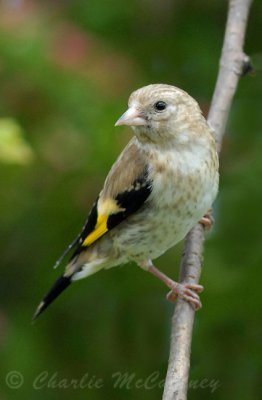 Goldfinch (Juvenile) - DSC_2889.jpg