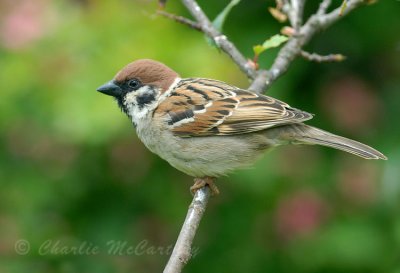 Tree Sparrow - DSC_2903.jpg