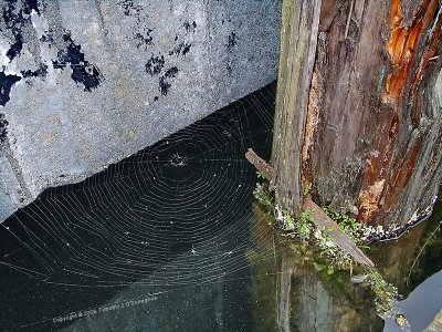 Weir, wood, water, web