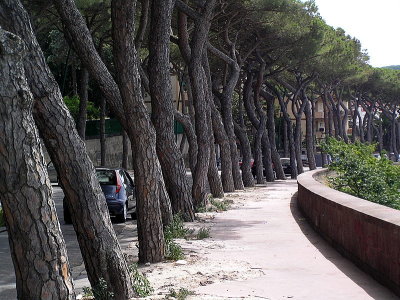nap street trees.JPG