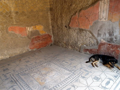 herc house fresco and mosaic dog.JPG