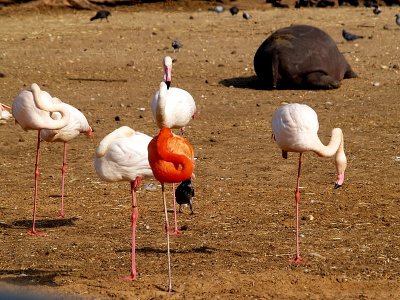 flamingos red1.JPG